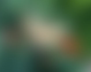 What's the Scoop? God's Butterfly