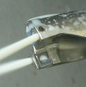 coolant through spindle