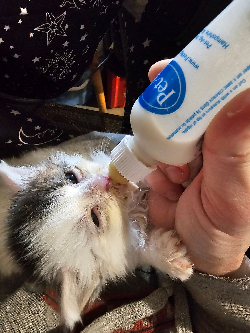 young orphaned kitten being bottle fed.