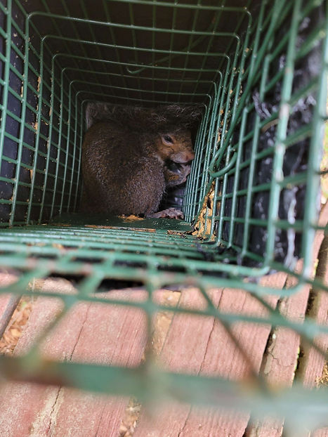 Trapped Squirrel