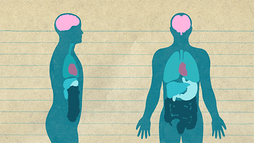 vagusnerve.gif