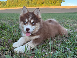2 chiots pomsky femelles disponibles
