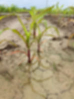 The flood is working!