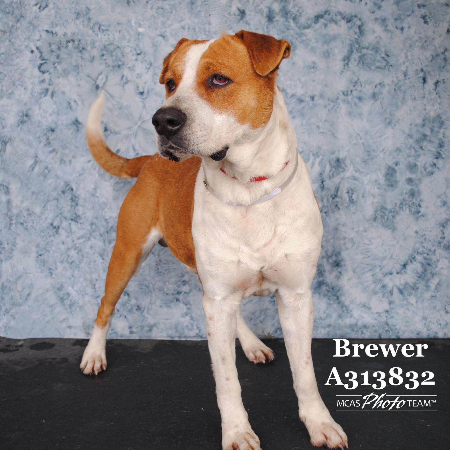 montgomery-county-animal-shelter-conroe-texas