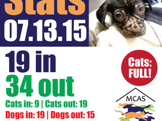 MCAS Intakes & Daily Stats - 7.13.15 - 19 pets in, 34 pets out