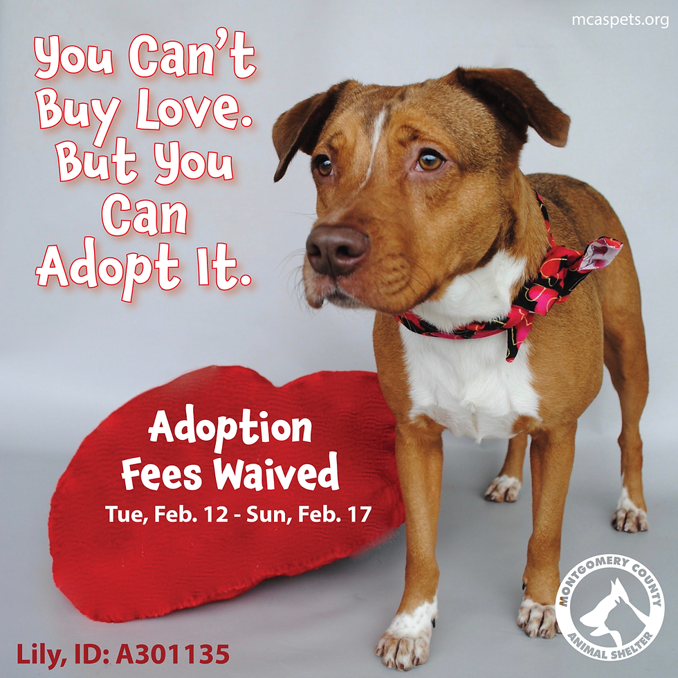 Fees Waived - Square-02