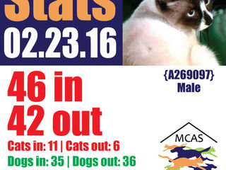 MCAS Intakes & Daily Stats - 02.23.16 - 46 pets in, 42 pets out