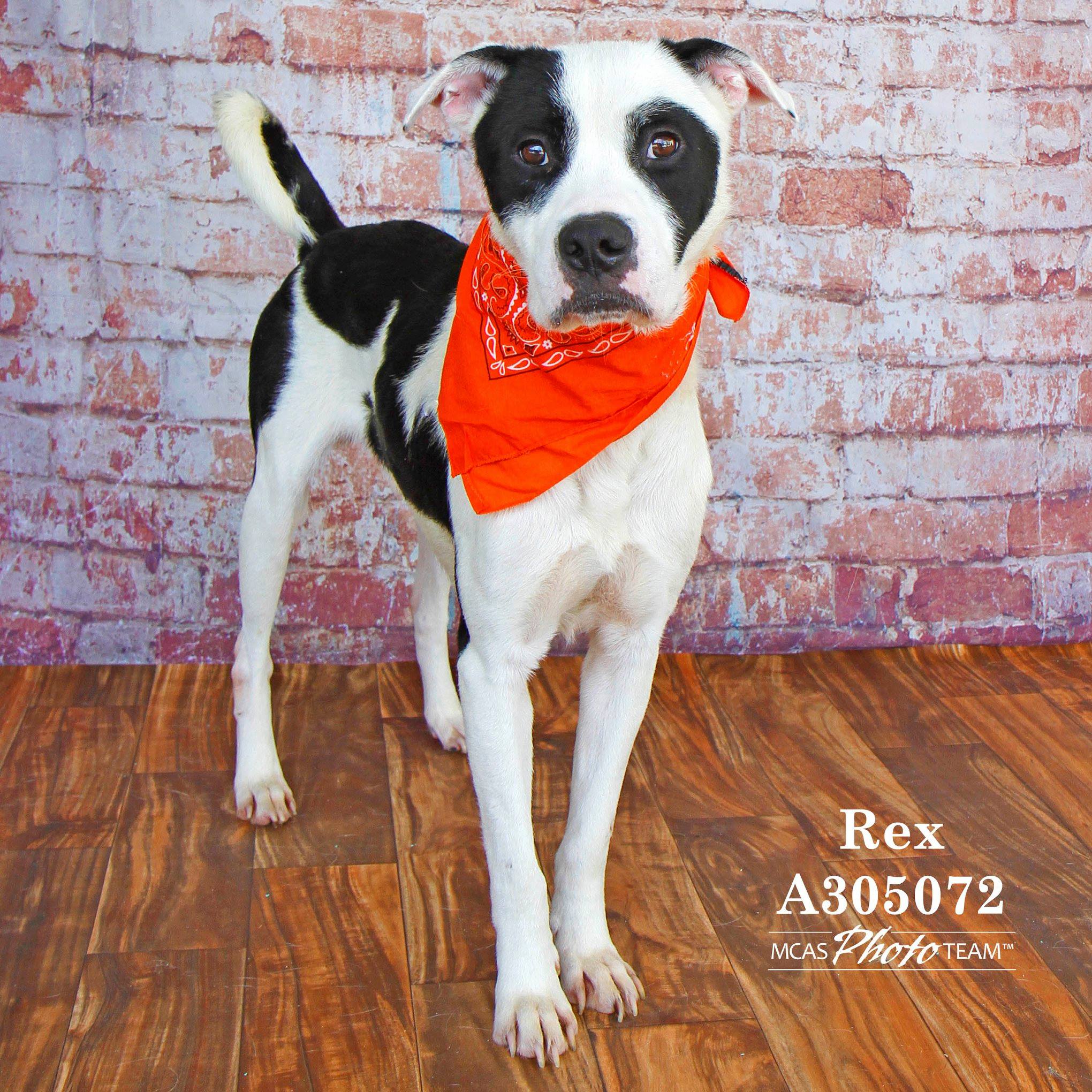 montgomery-county-animal-shelter-conroe-texas