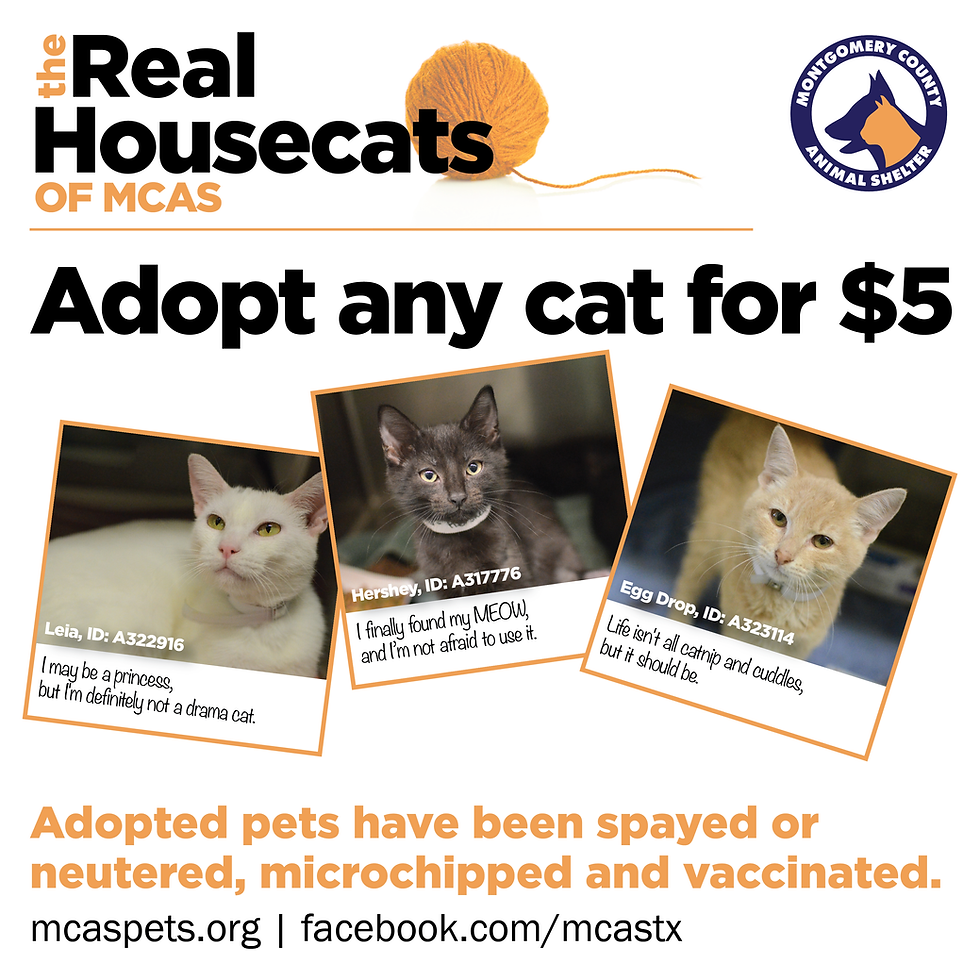 The Real Housecats - Square-01