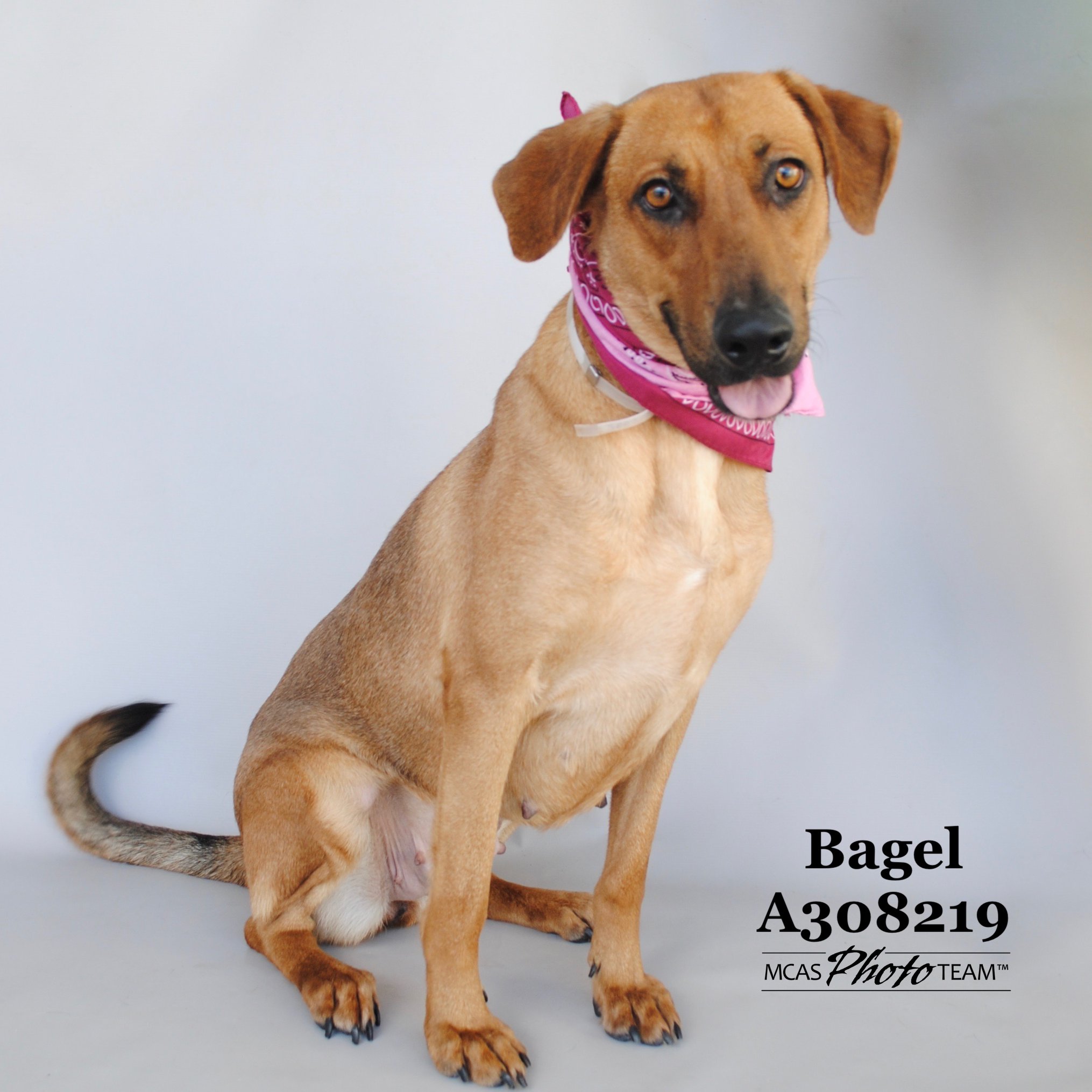 Montgomery County Animal Shelter Conroe, Texas