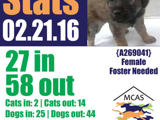 MCAS Intakes & Daily Stats - 02.21.16 - 27 pets in, 58 pets out