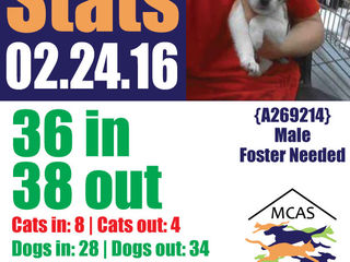 MCAS Intakes & Daily Stats - 02.25.16 - 36 pets in, 38 pets out