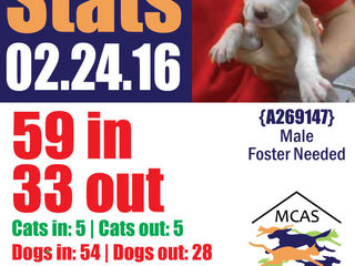 MCAS Intakes & Daily Stats - 02.24.16 - 59 pets in, 33 pets out
