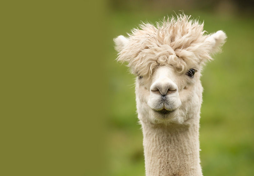 alpaca-3753474.jpg