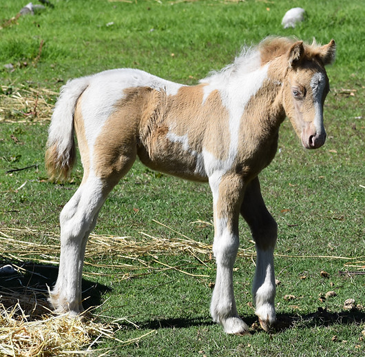 DSC_0134.JPG