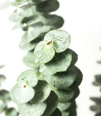 Tallo de Eucalipto Baby Blue (Eucalyptus cinerea) con hojas redondeadas color azul grisáceo y aroma natural.