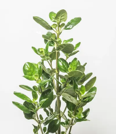 Follaje decorativo Brillantina (Coprosma repens) con hojas verdes brillantes y textura encerada para arreglos modernos.