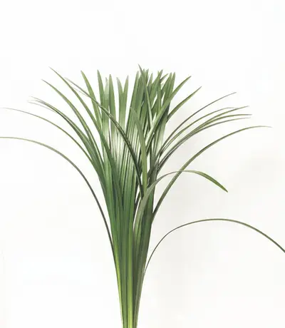 Hojas lineales y estilizadas de Liriope (Liriope muscari) color verde intenso para diseño floral arquitectónico.