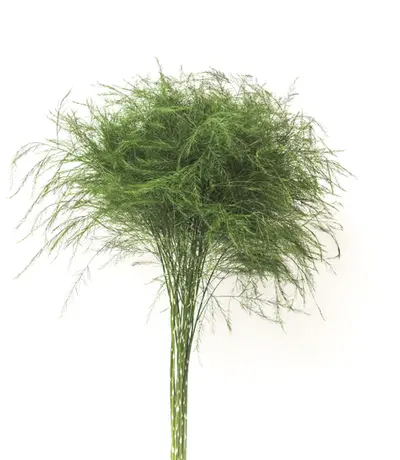 Follaje Tree Fern (Asparagus virgatus) de color verde limón con textura plumosa para arreglos florales delicados.