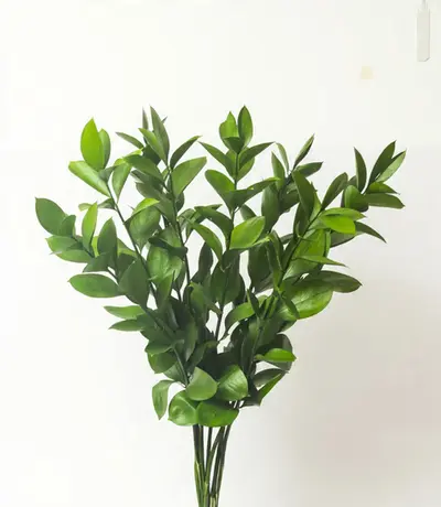 Vara de Ruscus (Ruscus aculeatus) con hojas densas color verde limón de alta durabilidad para ramos florales.