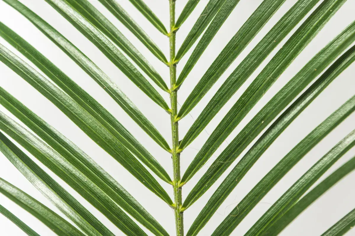 Palma Rovelline