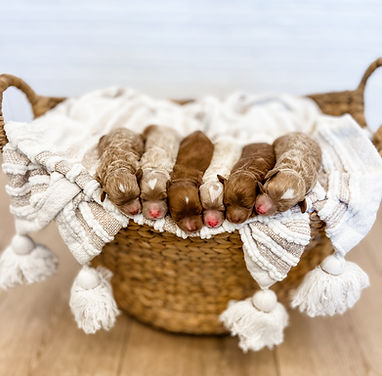 newborn-9.jpg