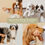 Thumbnail: Slicker Brush for Professional and Luxury Dog Grooming to Prevent Matting with 