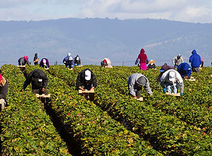 (Max) veronica alfaro MAC18_FARM-WORKERS