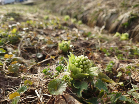 長い冬が明けて、温泉ホテルにもようやく春が目の前に来ました