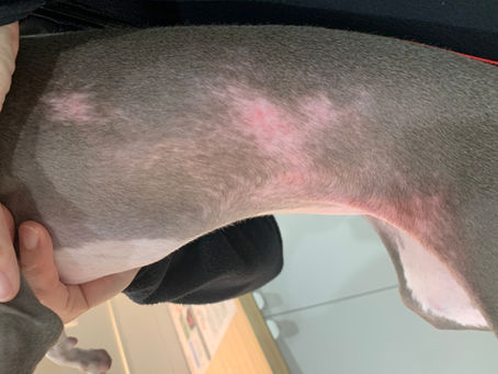 若齢犬の脱毛