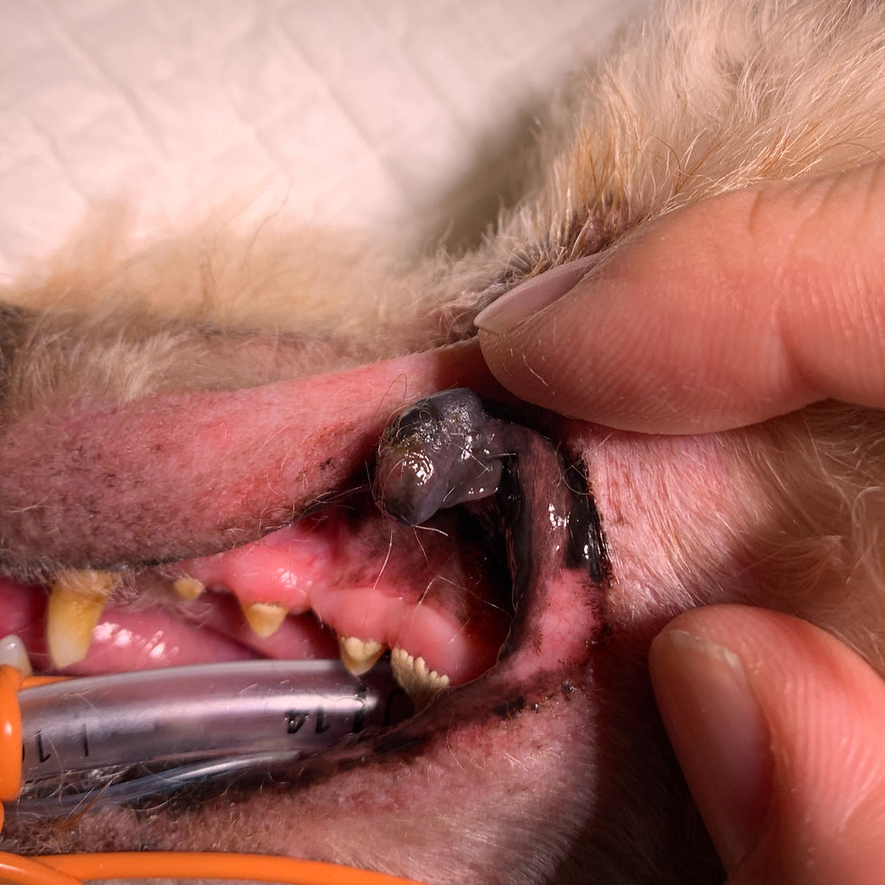 犬（15歳）の悪性黒色腫（メラノーマ）を外科的に切除しました。