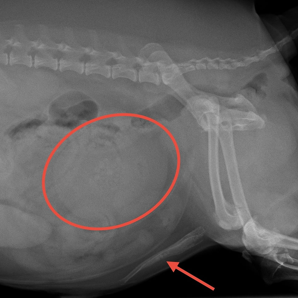 レントゲン検査:膀胱結石と尿道結石