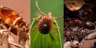 Insetos-Pragas-Urbanas-Controle-de-Pragas-Dedetização-Dedrex-(121)4141-4001-Desinsetização-dedetizar-detetizar-Acabar-Com-Aranhas-Carrapatos-Escorpião-Pulgas-Formigas-Cupins-Traças