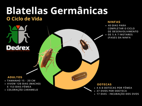 Baratinha de cozinha Acabar com Blattella germanica em ambiente interno