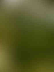 table setup in olive green