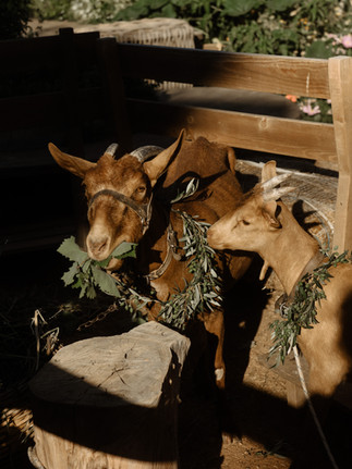 goats