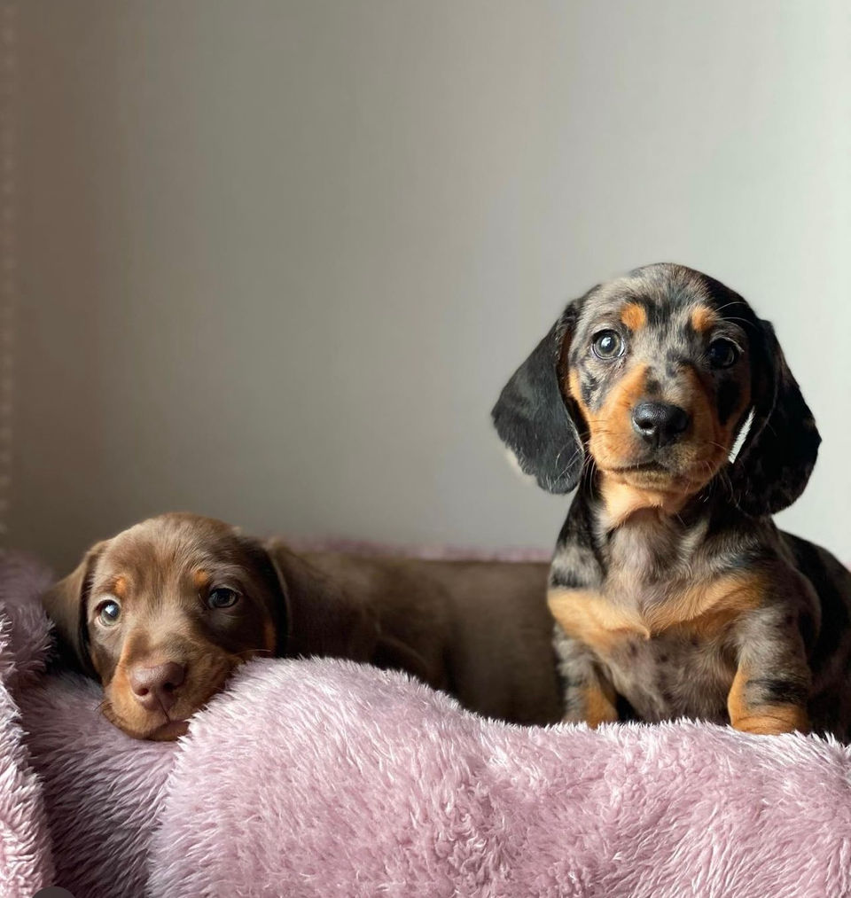 mini smooth dachshund