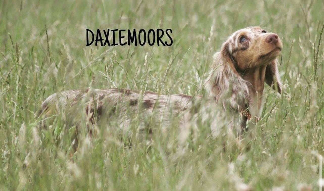 long haired mini dachshund