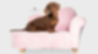 mini smooth dachshund