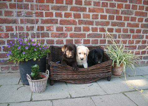 Chiot Labrador Chocolat