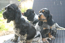 Naissance Cocker Anglais