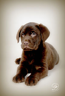 Chiot Labrador Chocolat