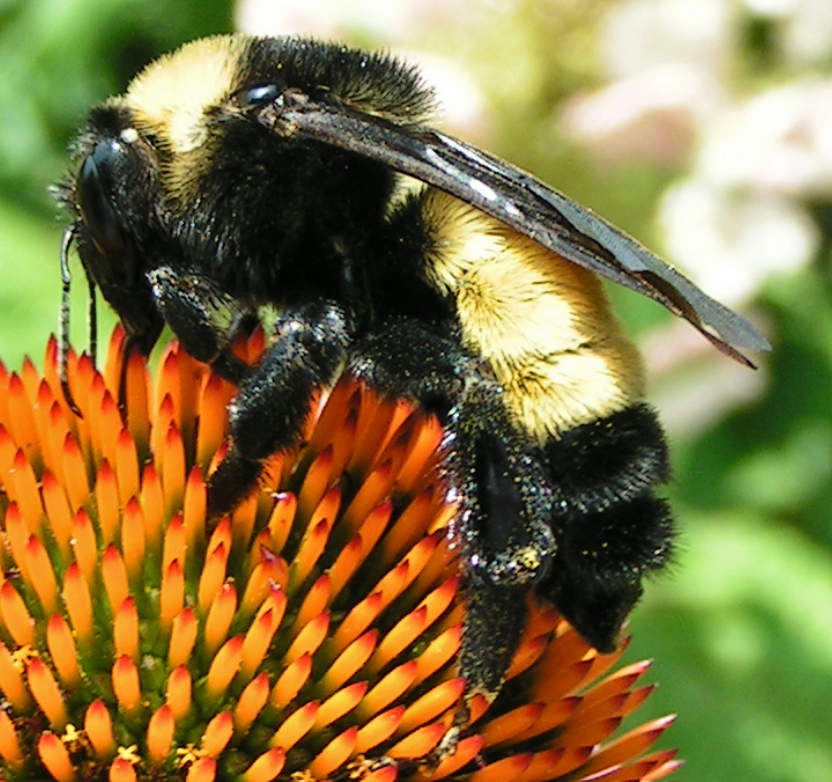 Bombus pensylvanicus