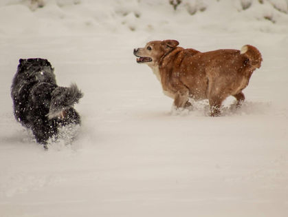 Winter Wonderland Adventures with My Dogs Imn and Rocco