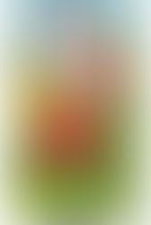 【藥草塔羅】聖杯6-西瓜(Citrulus vulgaris)天蠍座太陽