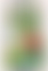 【藥草塔羅】聖杯4-牛蒡(Arctium lappa)巨蟹座月亮