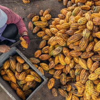 ¿Puede el cacao ser realmente sostenible? Lo que Asia-Pacífico está enseñando al mundo sobre la cadena de suministro sostenible del cacao