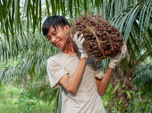 Transformar os próximos 20 anos: como a Agricultura Inclusiva 4.0 pode capacitar os pequenos produtores responsáveis por 85% do fornecimento global de óleo de palma