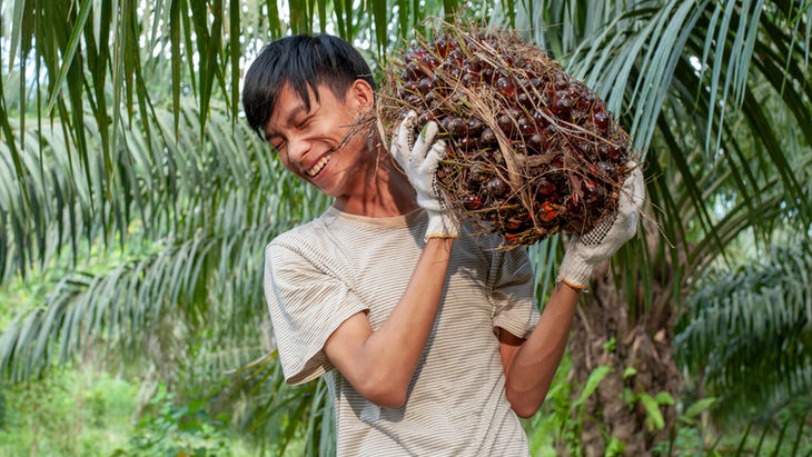 Transformando los próximos 20 años: cómo una Agricultura 4.0 inclusiva puede empoderar a los pequeños productores que están detrás del 85 % del suministro mundial de aceite de palma