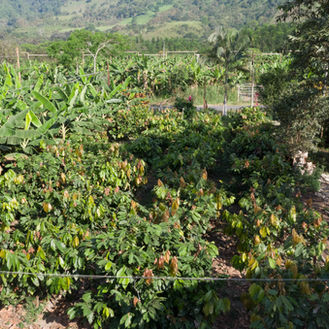 How Agroforestry Delivers Climate Impact When Design Meets Farmer-Centred Practice